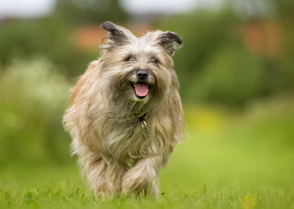 #14. Pyrenean shepherd